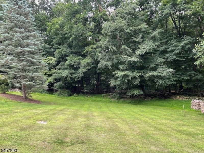 Wooded Backyard