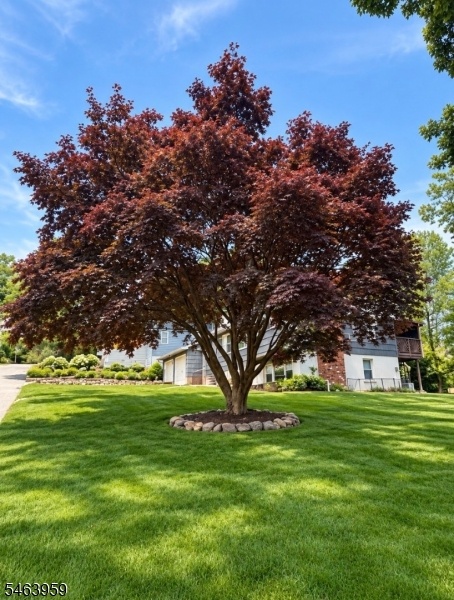Mature Tree