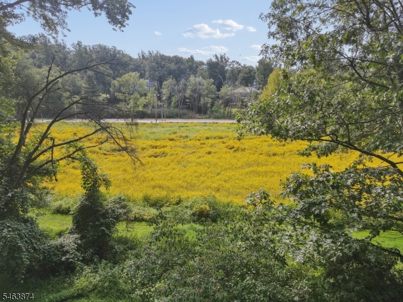 pond