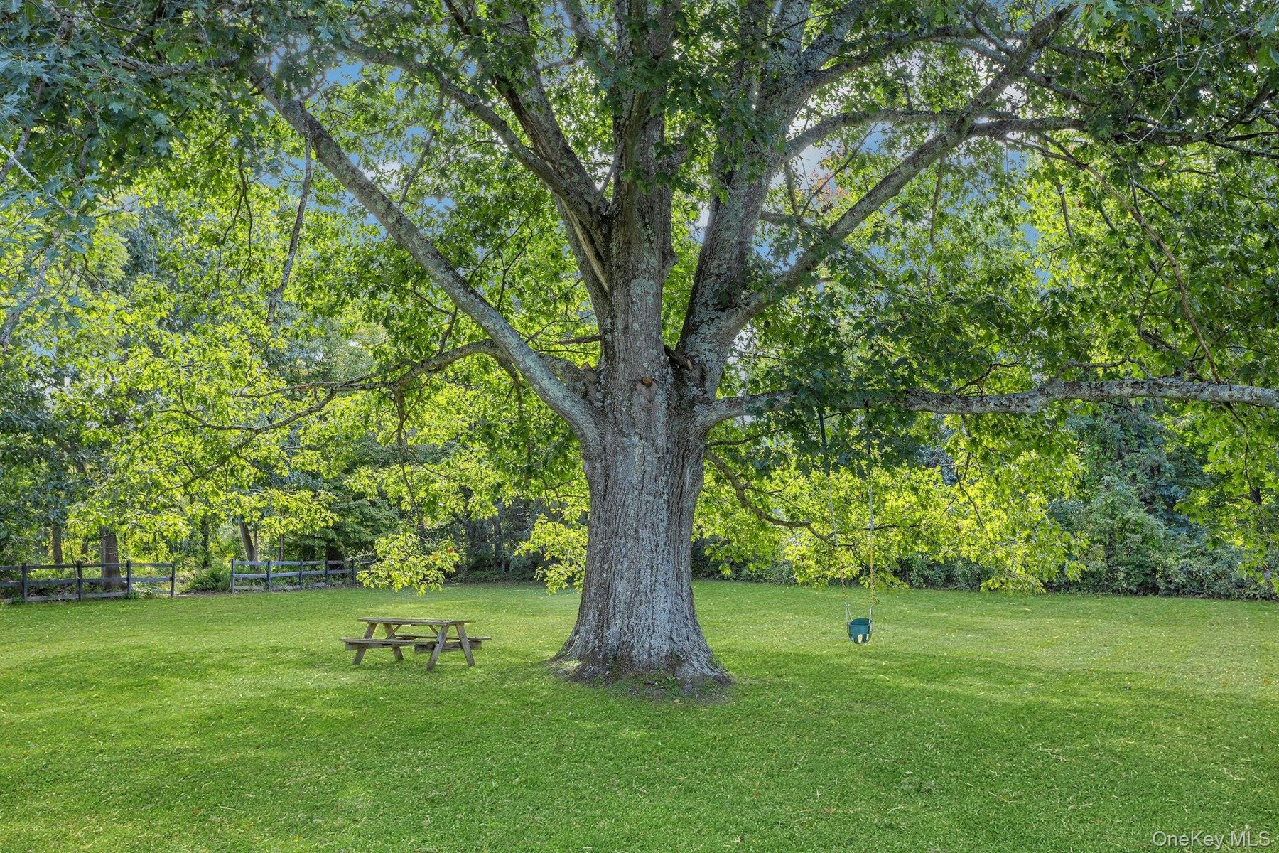 Massive mature trees  w/full canopies including Oak, Sugar Maple,  Black Walnut and Hickory