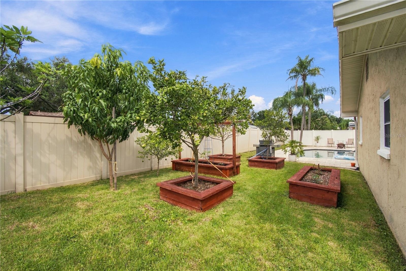 Fruit salad in your back yard!