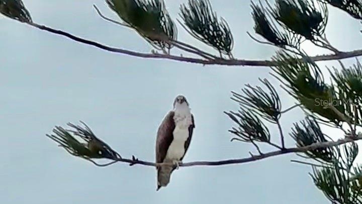 Osprey perched along the shoreline