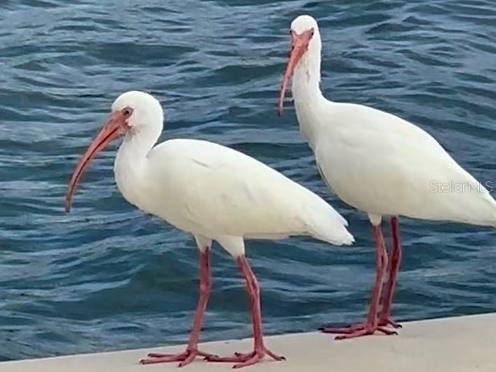 White Ibises among the abundant coastal wildlife.