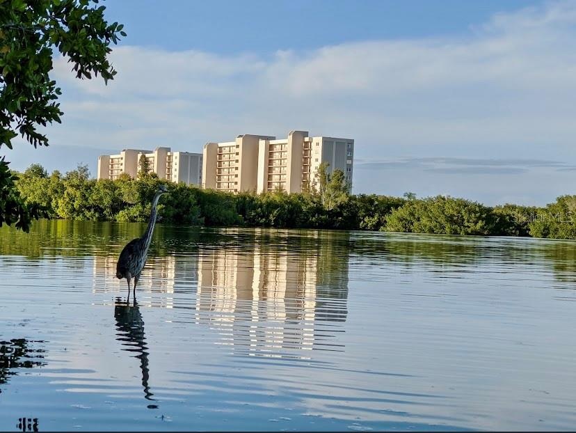 The Pointe reflected across Little Sarasota Bay and a Big Blue Heron.