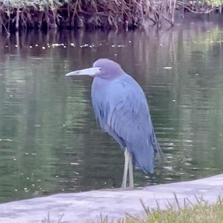 Native seabirds, like this Little Blue Heron make their homes in the lush tropical setting.