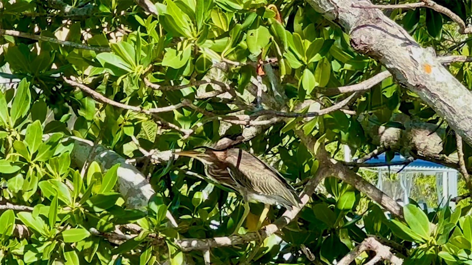 Elusive Green Herons rest in the protected mangroves.