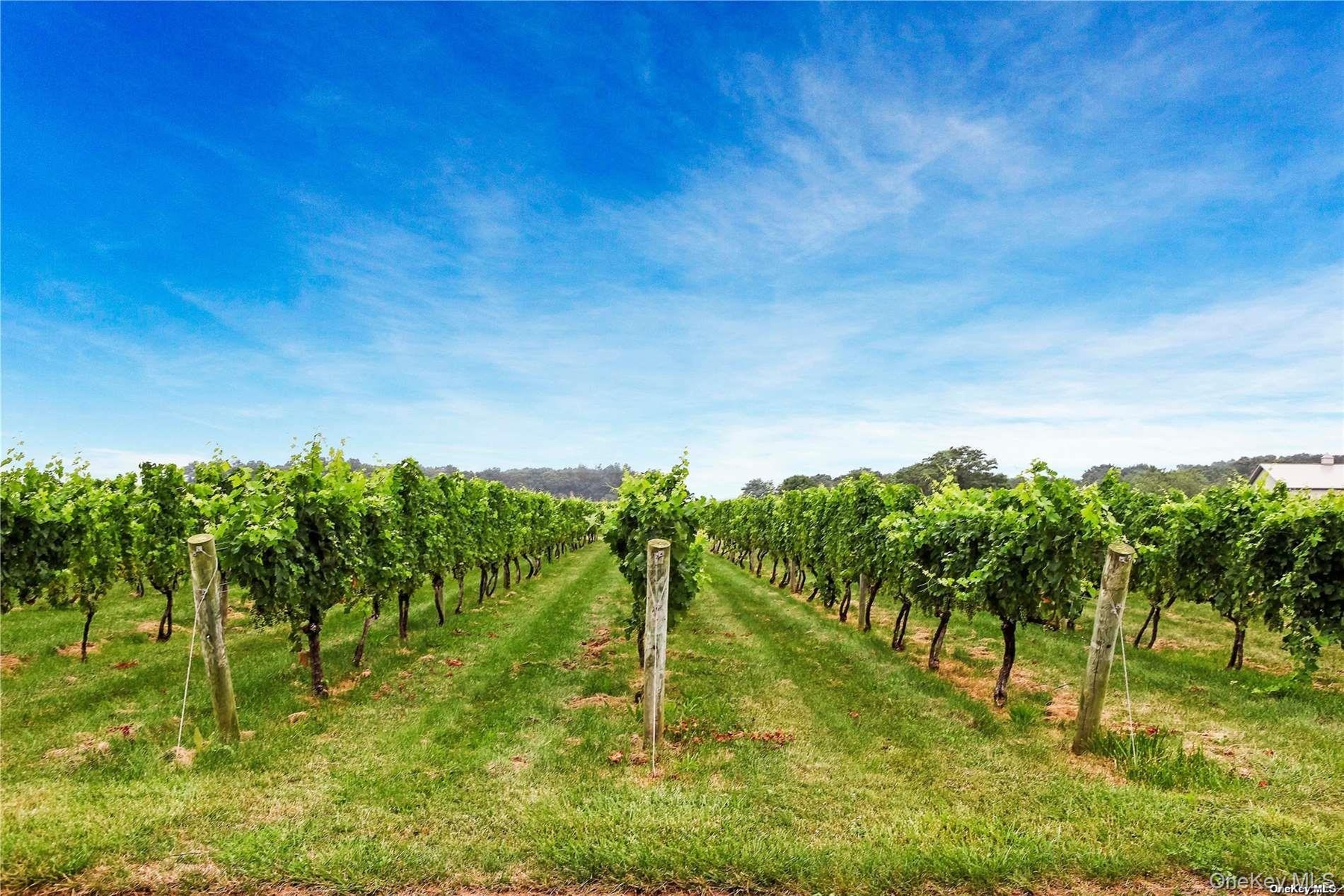 Local Vineyard