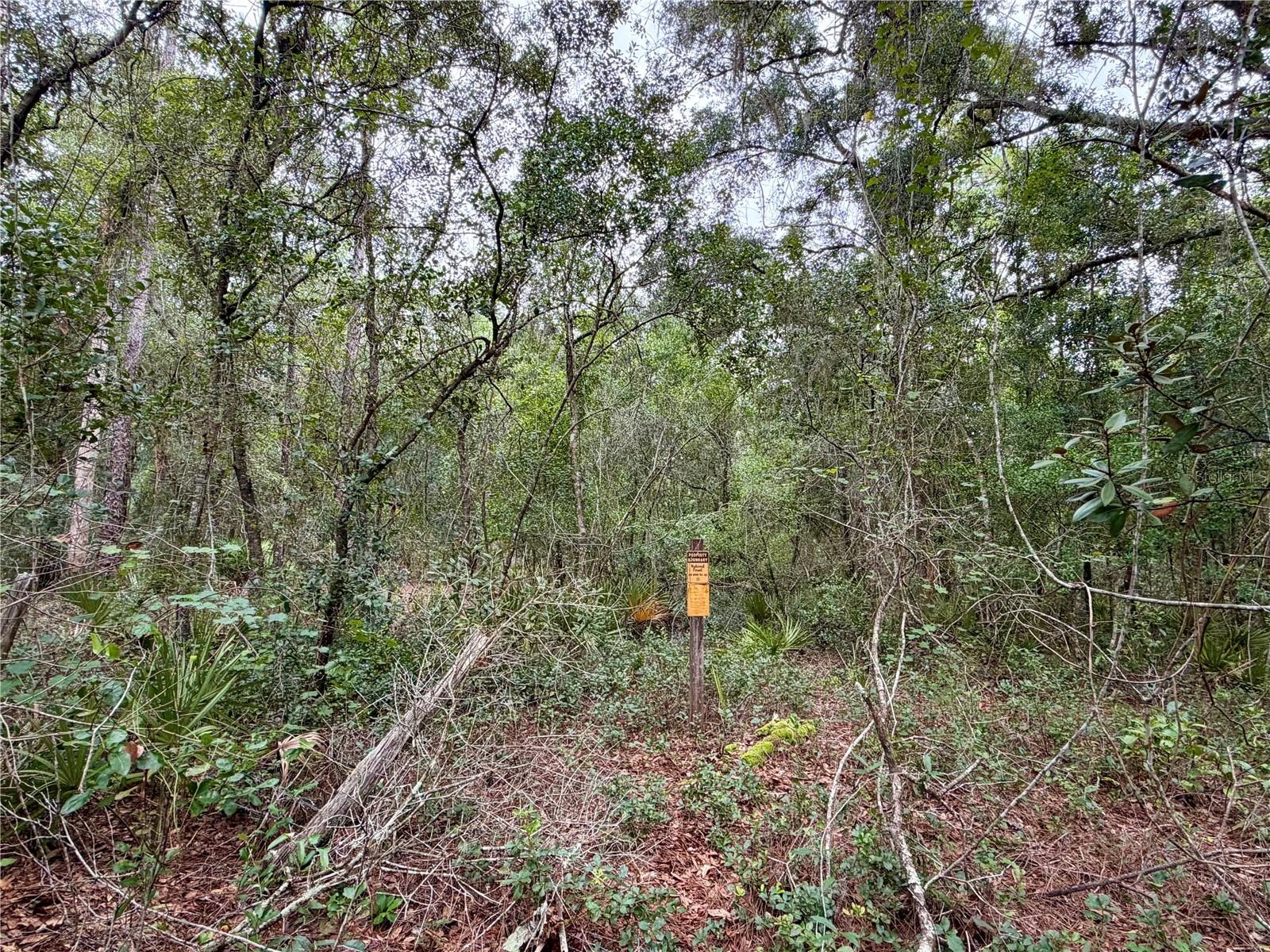 Nestled in Ocala National Forest