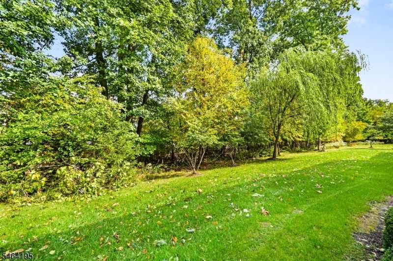 Backyard Greenery for the View