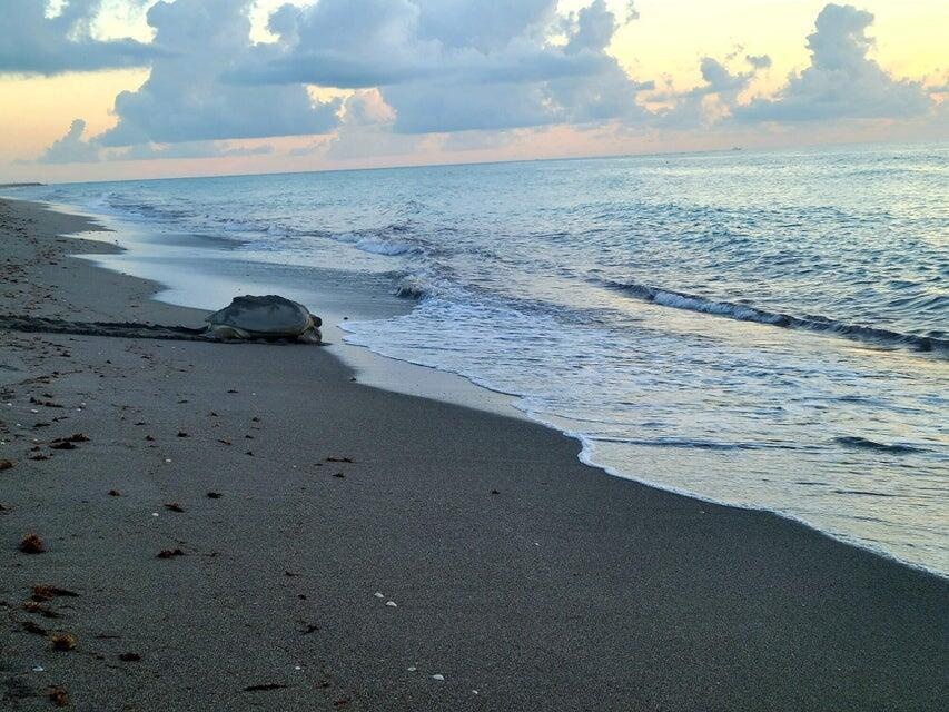 Loggerhead Sea Turtle on Jupiter Beach