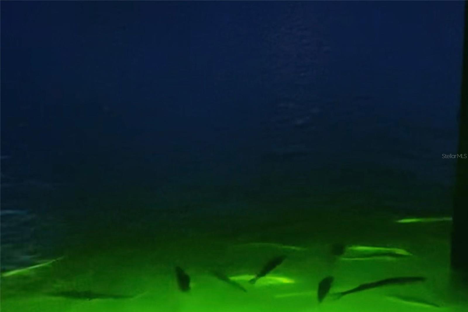Fish Light off the Dock Watching the Snook.