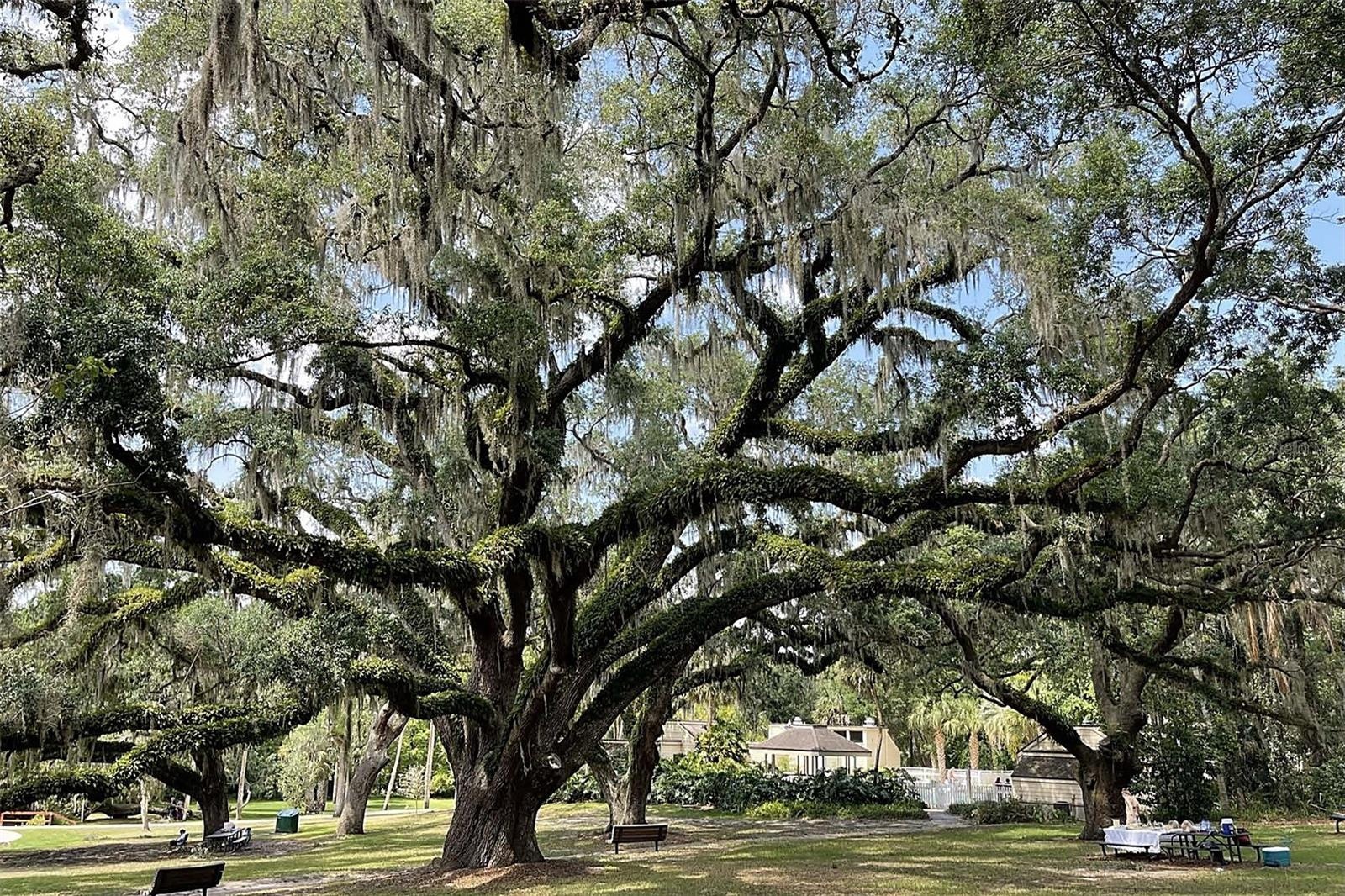 Relax under century old oak trees - at the spring recreation area