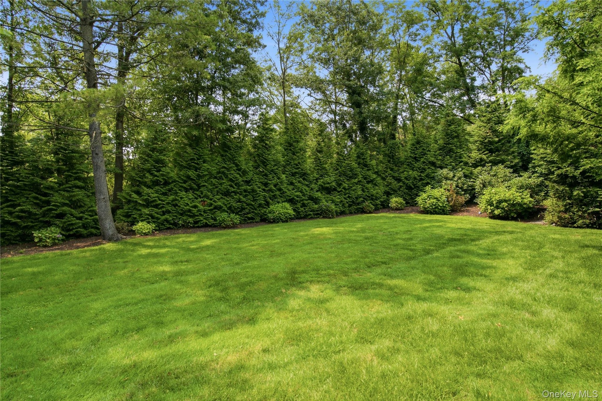 Expansive lawn area bordered by a dense evergreen hedge, mature trees, and established shrubbery