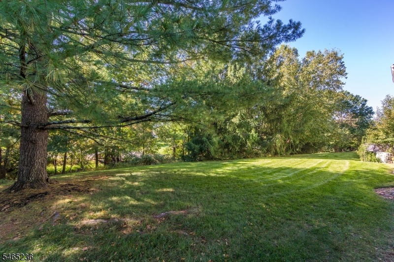 Backyard Area