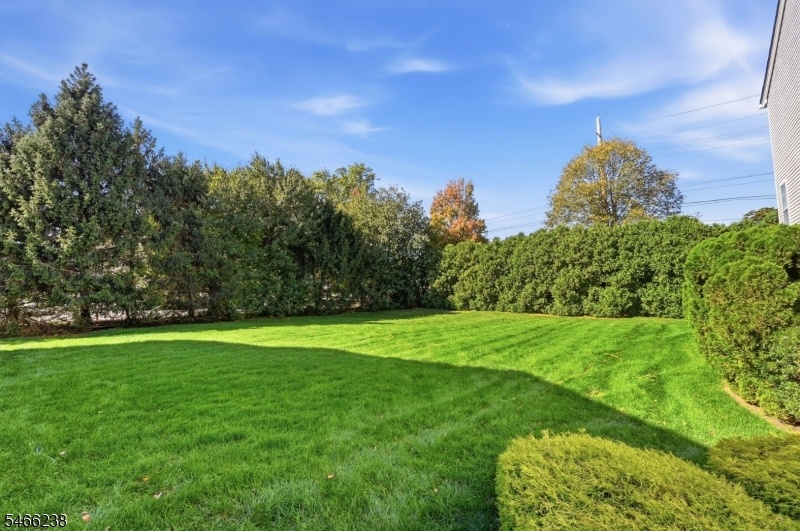 Expansive Yard