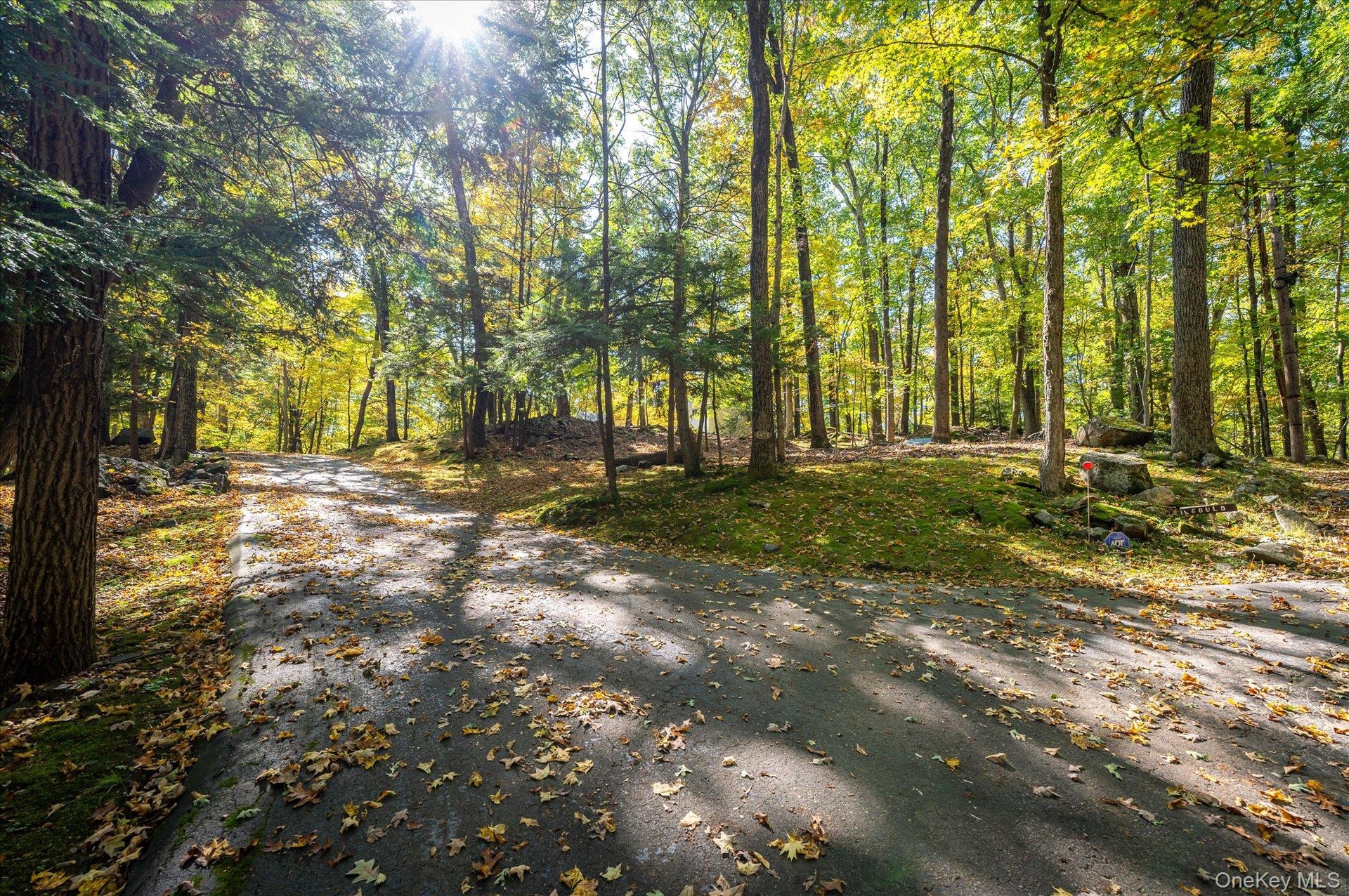 The road in, under a canopy of old hardwoods