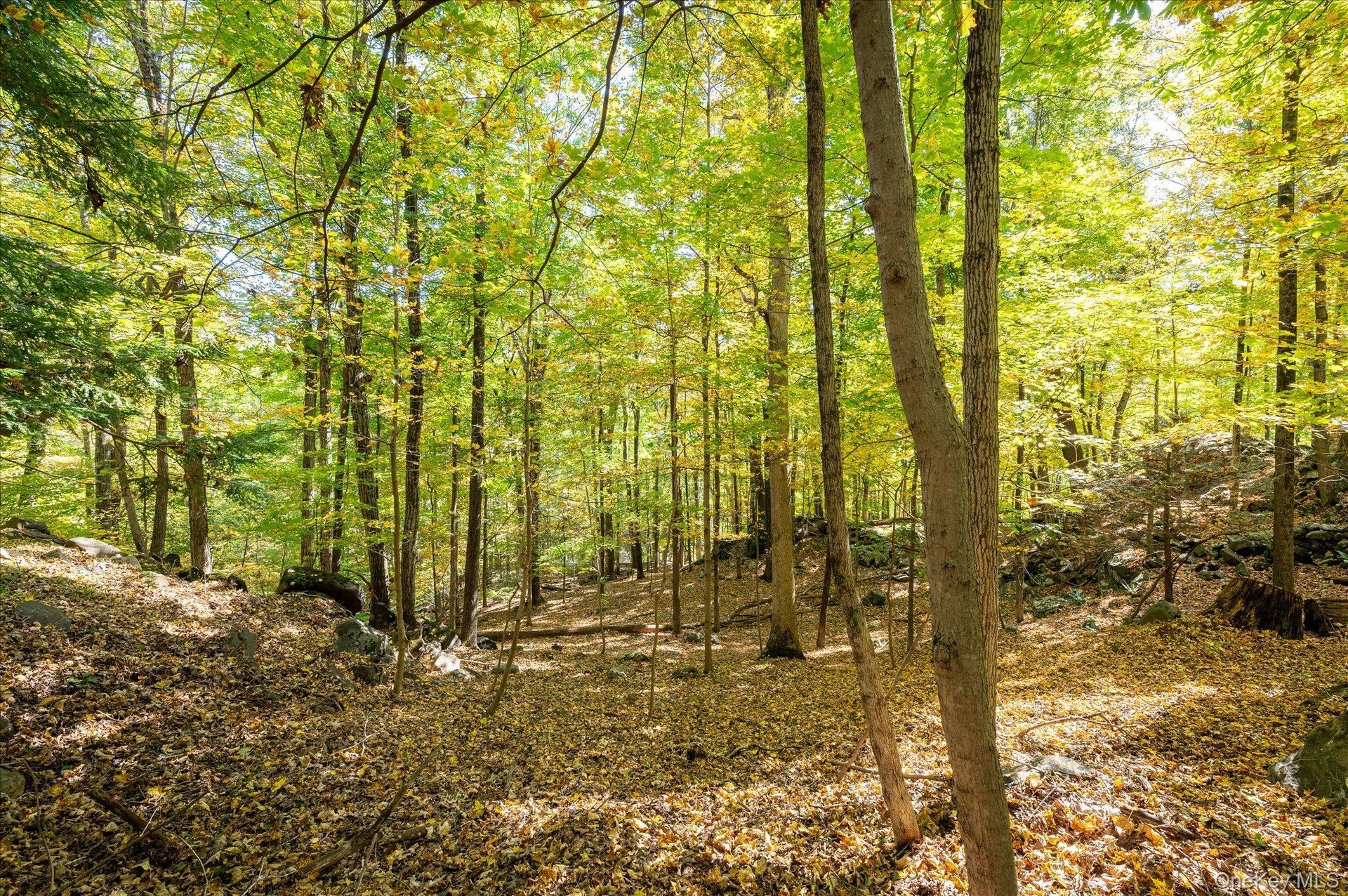 Moss, stone and old hardwoods all around