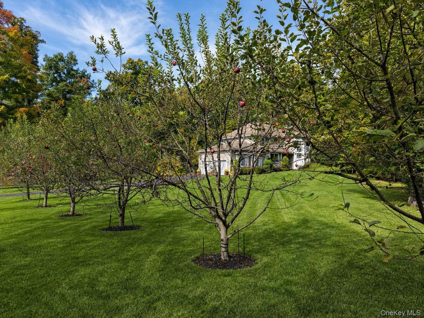 Expansive lawn with a gently sloping grade, featuring a row of fruit trees with visible fruit, and mature trees surrounding the property