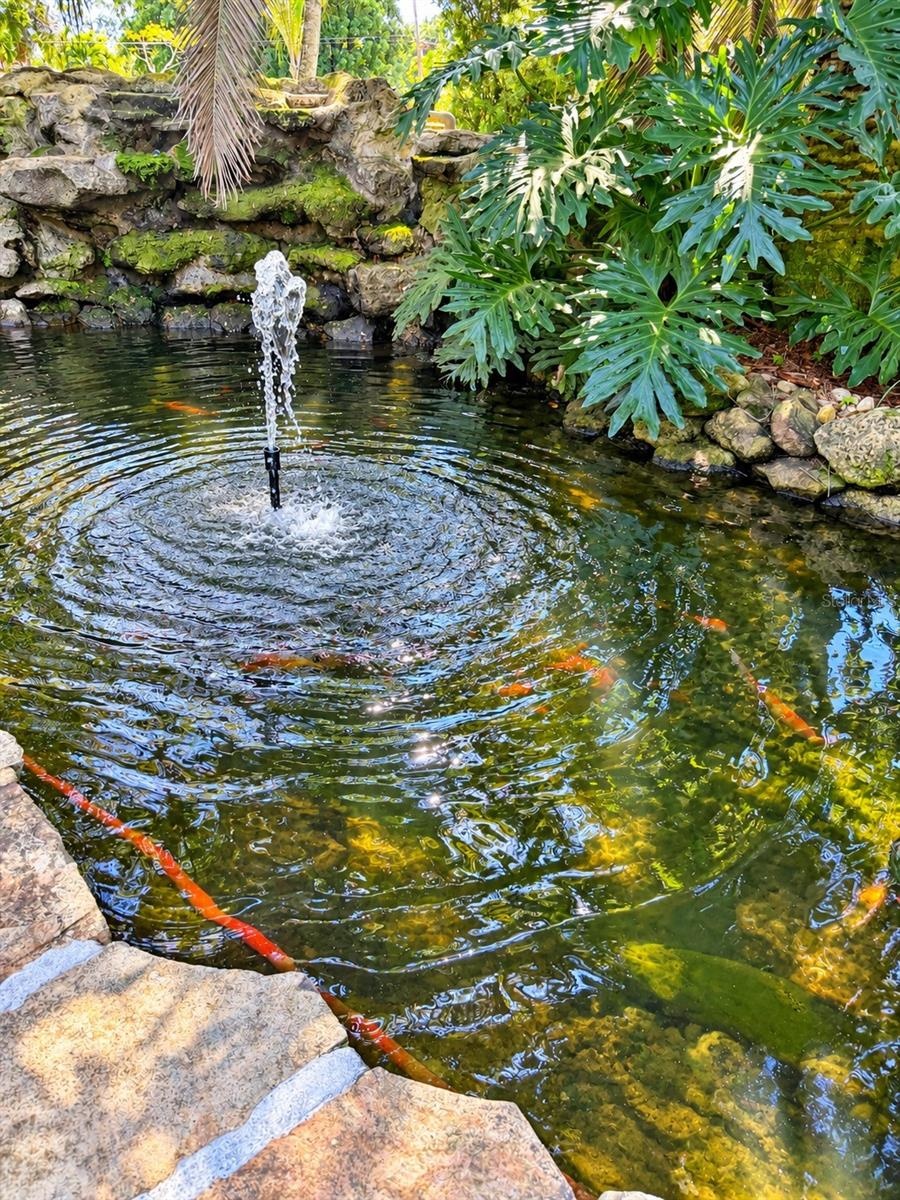 koi pond