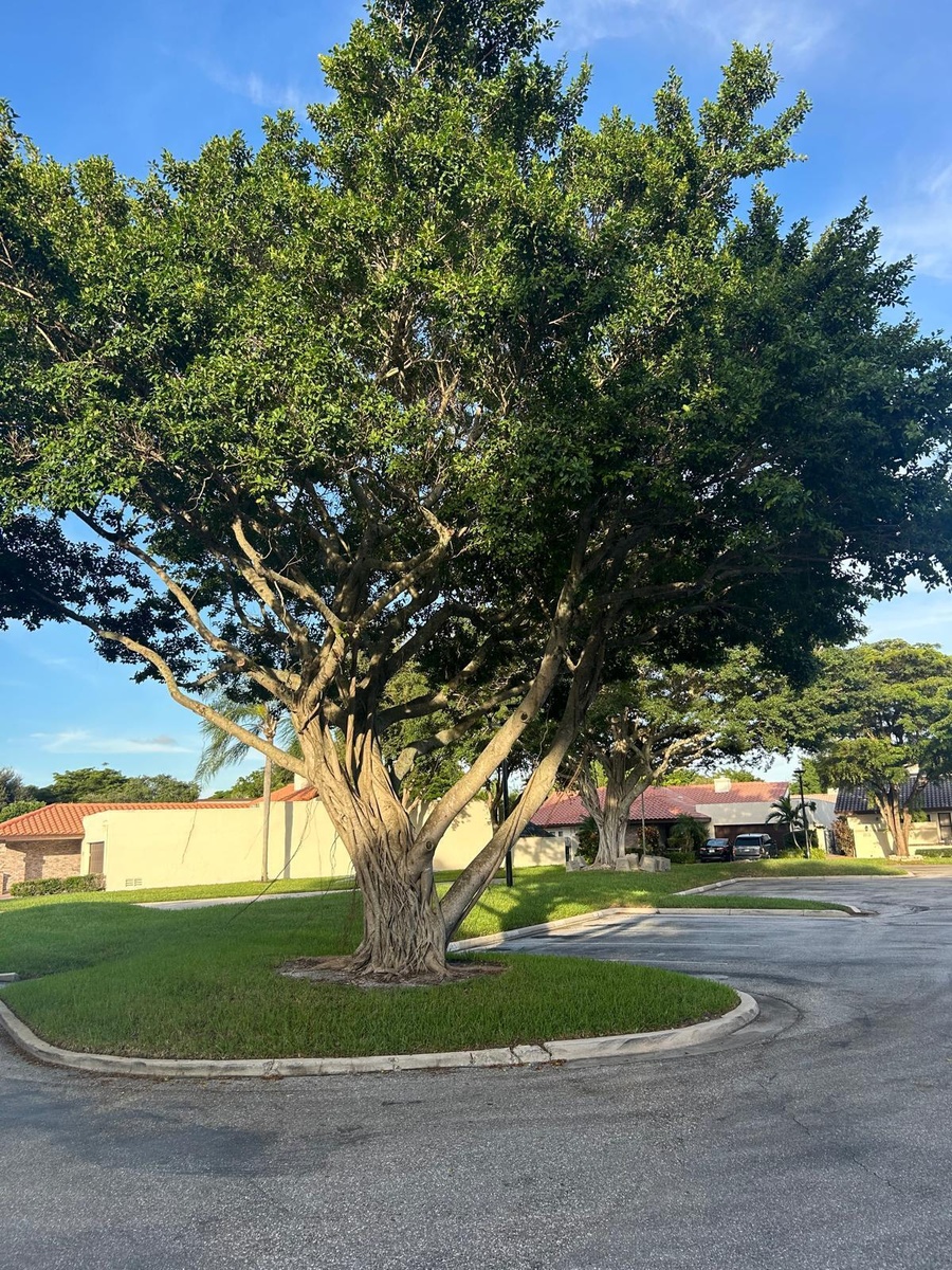 Banyan Tree across the street