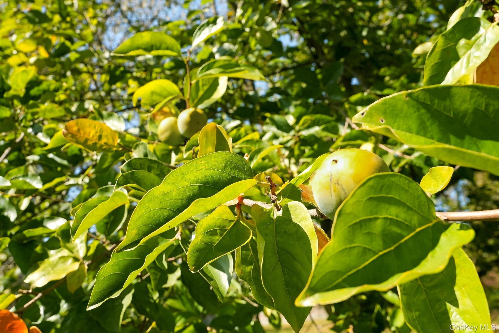 How about some persimmon preserves?