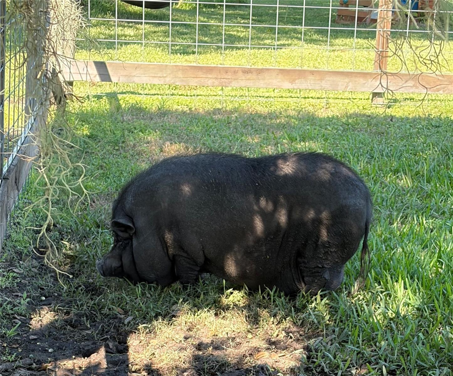 Bacon Bits