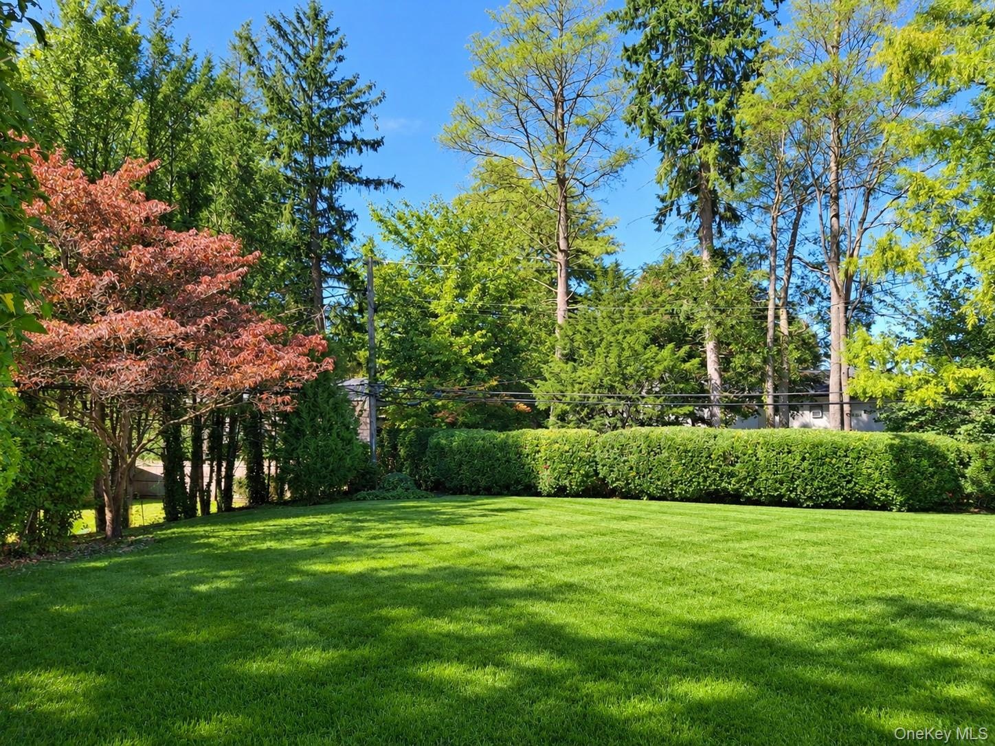Expansive lawn surrounded by mature trees and a manicured hedge