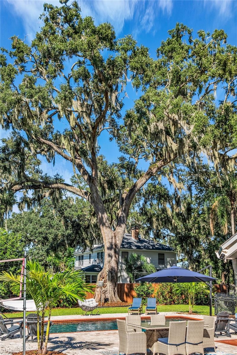 A majestic 390-year-old oak tree, recognized as the oldest recorded oak tree in Orange County, providing unparalleled beauty and shade